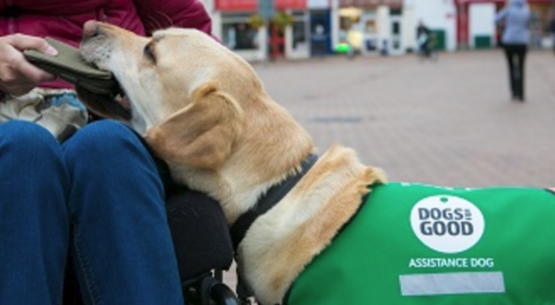 Assistance Dogs