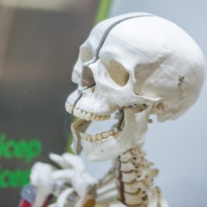 How does our skeleton move?